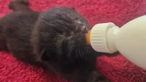 Tiny black kitten lying on its tummy on a red towel drinking from a small milk bottle.