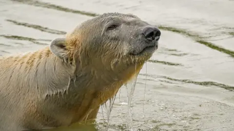 A photo of a polar bear.  He is standing in a pool of a water  with his head and shoulders showing above the waterline.  There is water dripping from his fur.