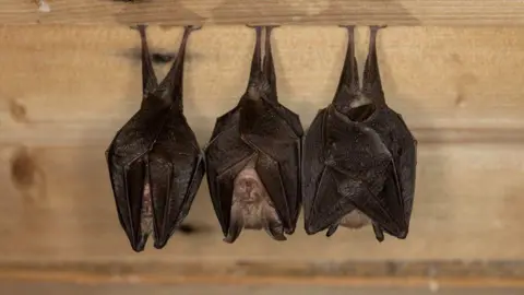 Daniel Hargreaves / The Vincent Wildlife Trust Three bats sleep while hanging upside down from a wooden joist 