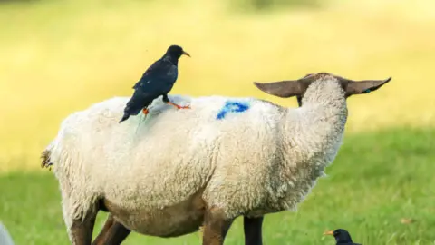 Kent Wildlife Trust / Tim Horton A red-billed chough stands on a sheep's back in a grassy field. The sheep has blue P spray painted onto its back.