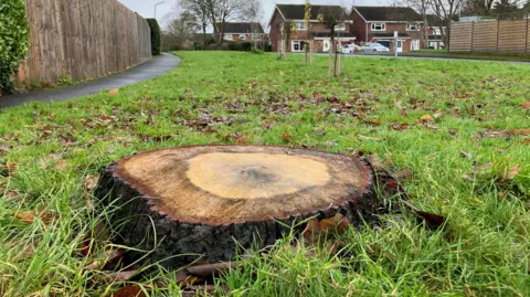 The damp stump of an English oak tree, around two-feet in diameter, on a grassy verge with a road and red-brick houses in the background.