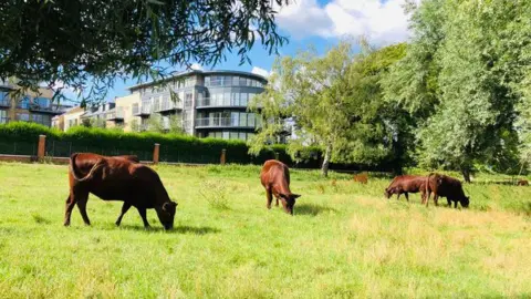 The iconic red poll cows graze on Midsummer Common in Cambridge