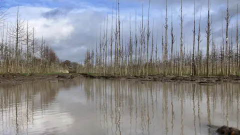 Newly planted trees in a field with a large pool of rainwater in the middle.