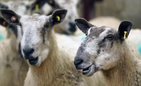 PA Media Sheep at High Crossgill Farm in Alston Moor, Cumbria