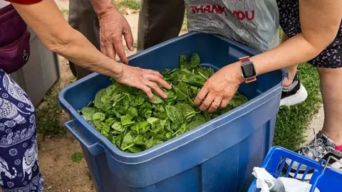 Shoppers at a farmers market dig through a bin of loose leaf spinach