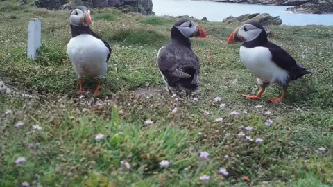 Justin Hart, Alderney Wildlife Trust Puffins in Alderney
