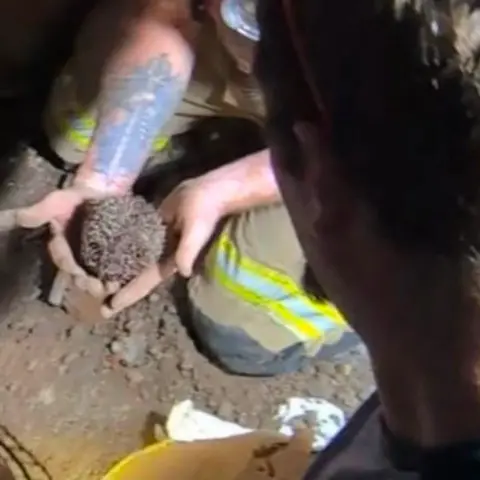 Ellesmere Fire Station A photo of a firefighter's hands as they cradle a rescued hedgehog. The firefighter is kneeling on the ground.
