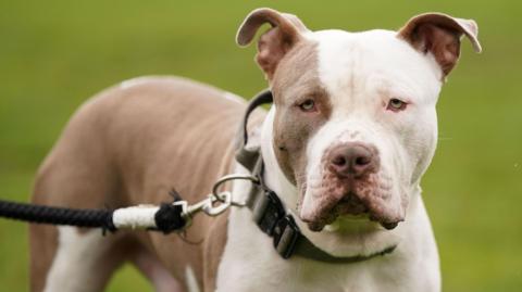 A brown and white XL Bully on a lead with a collar on in a field