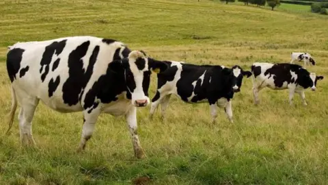 Four black and white Fresian cows in a field