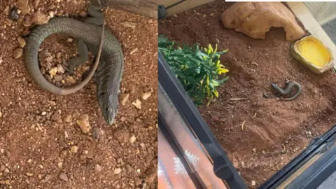 Split image of the Madeiran wall lizard which was found in a suitcase in Guernsey. It is grey-green in colour and is walking around on a mound of earth inside a glass case it is being kept in.