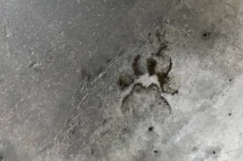 Paw print