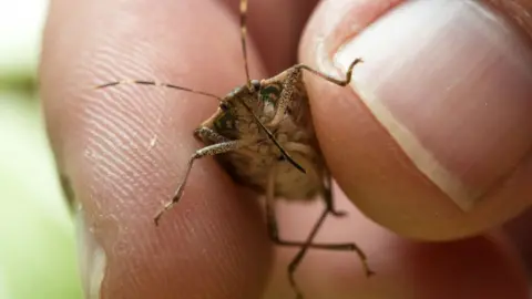Getty Images brown stink bug (Halyomorpha hala)