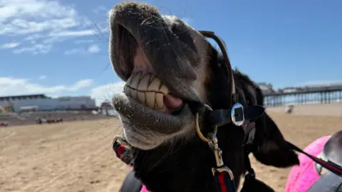 The Real Donkeys Beauty a black donkey shows her teeth on Blackpool beach on a sunny day. Blackpool's Central pier is seen in the background. 