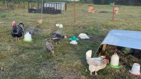 Grace Pidgley Turkeys, chickens and guinea fowl on a field