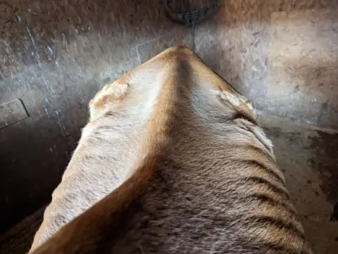 RSPCA Autumn's back, showing visible ribs