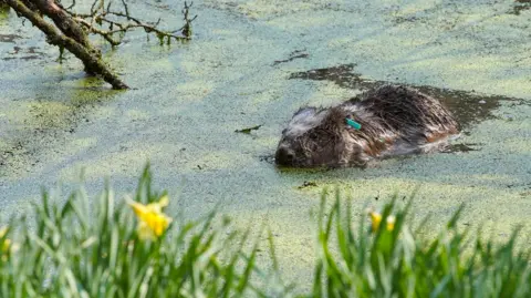 A beaver swimming and partially submerged in a body of water covered in green algae. The beaver's ear has a green tag on it. There are branches in the water and long grass and yellow daffodils in the foreground, but out of focus.