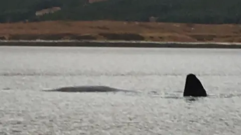 Hugh Maclellan Sperm whale in Loch Eriboll