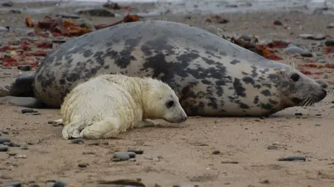 Cwmtydu Bay Wildlife A pup with its mother