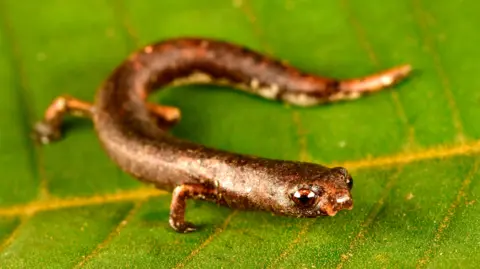 Trond Larsen Salamander kecil di atas daun