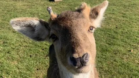 Scotty’s Donkeys & Animal Park Munch the deer