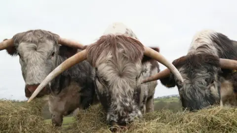 Three long-horned cattle standing grazing hay in a field.