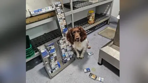 A brown-and-white police dog sitting next to a stack of illegal cigarettes in what looks like an industrial kitchen unit.