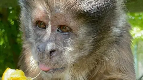 A primate eating an orange