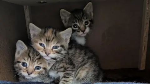 Bath Cats and Dogs Home Three tabby kittens, one leaning on the other's head, looking at the camera.