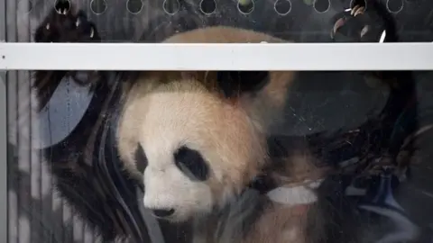Getty Images A panda in a transport box during a press conference at Schoenefeld airport near Berlin after the arrival of two pandas from China, 24 June 2017
