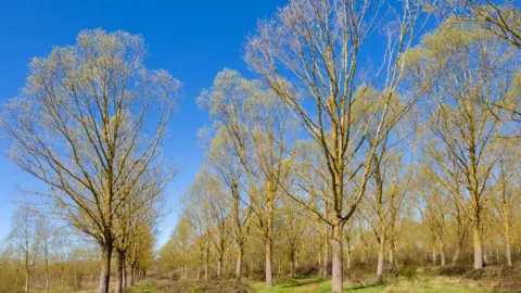 Getty Images Salix Alba Caerulea, Cricket Bat Willow tree plantation, Bromeswell, Suffolk, England, UK.