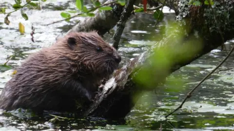 Steve Oliver/Dorset Wildlife Trust Beaver kit