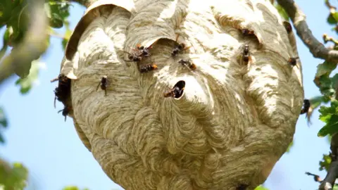 Un nido de avispas asiáticas en Jersey.