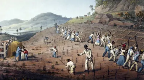 Alamy Historical painting showing a large group of field workers labouring on a hillside plantation. Individuals are planting and hoeing in long rows across the cultivated slope, while a figure in lighter clothing stands in the foreground holding a whip. Other figures work near a haystack and fenced area to the left. Rolling hills, palm trees and a distant body of water form the background, illustrating agricultural work on a Caribbean plantation.