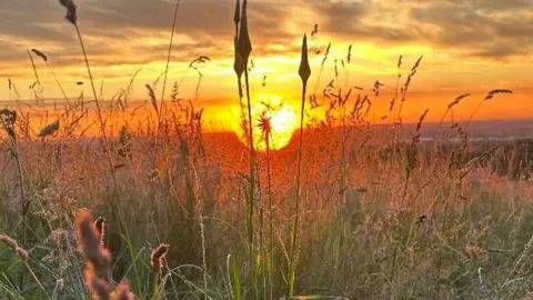 LindsayP/BBC The sun behind wheat and grass in a field 