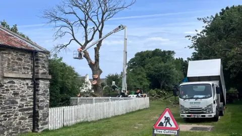 A triangular sign sits on the grass, which says "tree cutting". In the background a large telehandler reaches up alongside the tree, with a worker in an orange top cutting it down.