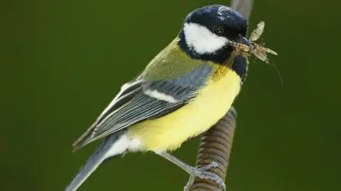 Longer beaks in UK great tits 'down to garden feeders