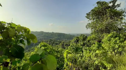 A portrait of deforestation in East Kalimantan, Indonesia