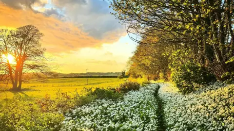 Rachael A nature path surrounded by plants and white flowers. There are trees overhanging on the right side. There are fields to the left with a large tree in the centre. The bright sun is poking through the leafless branches of the tree. There are clouds in the sky which is yellow and blue.