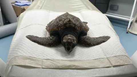A picture of a loggerhead turtle that washed up on the beach. It is laid on a table in a vet room.