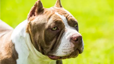 Getty Images American bully dog