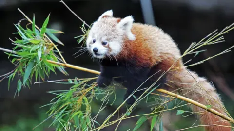 Red Panda Red Panda