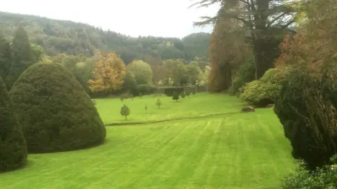 Green lawn and shaped trees