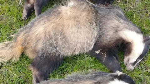 Derbyshire Police One of three dead badgers