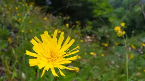 Alex Hyde leek-coloured hawkweed