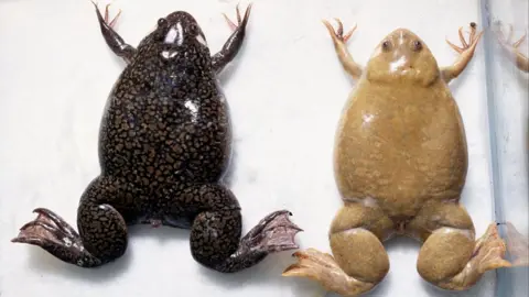 Getty Images Two African clawed frogs