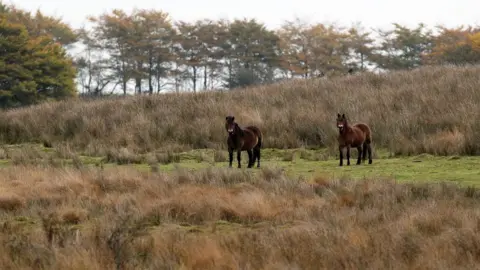 Matt Cardy/Getty Images Exmoor