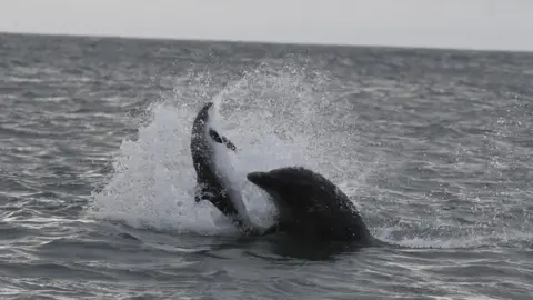 Josh Pedley porpoise being killed