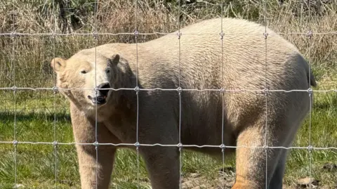 A polar bear is positioned sideways to the camera, and behind a metal fence. It is standing in a grassy area, and is turning to look to the side.