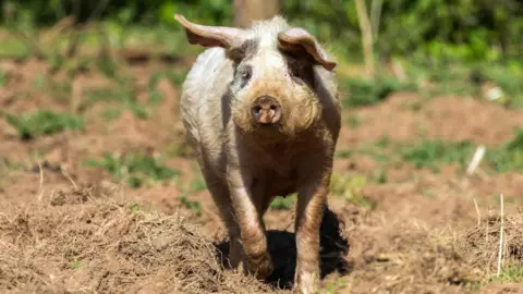 A small pig stands in a muddy field, facing the camera with dirt on its snout and ears perked up. The background shows a green, leafy outdoor setting with soft sunlight filtering through trees.