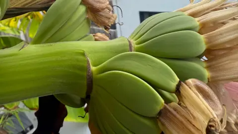 Peter Stav A close up of a thick green stalk which is splitting off into fruit that slightly resembles bananas